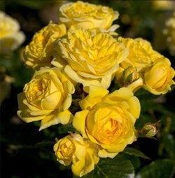 Sommergold (Соммерголд)