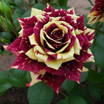 Роза декоративная "Abracadabra"