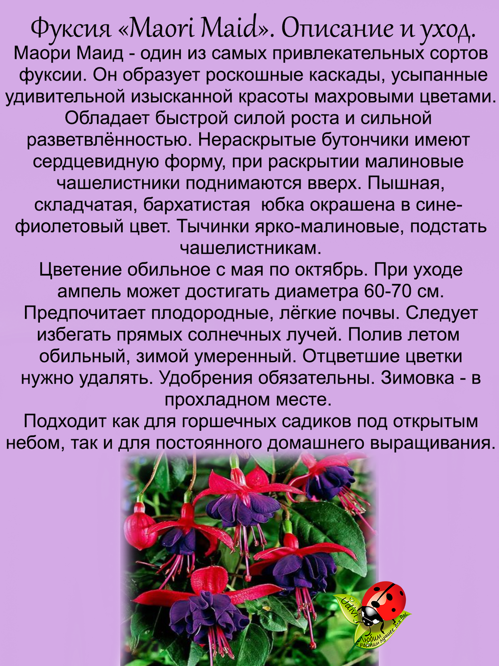 Фуксия Маори Маид махровая