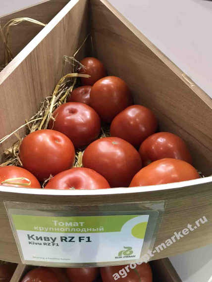 Хибачи F1 семена томата индетерминантного (Rijk Zwaan / Райк Цваан) продукт – фото 3