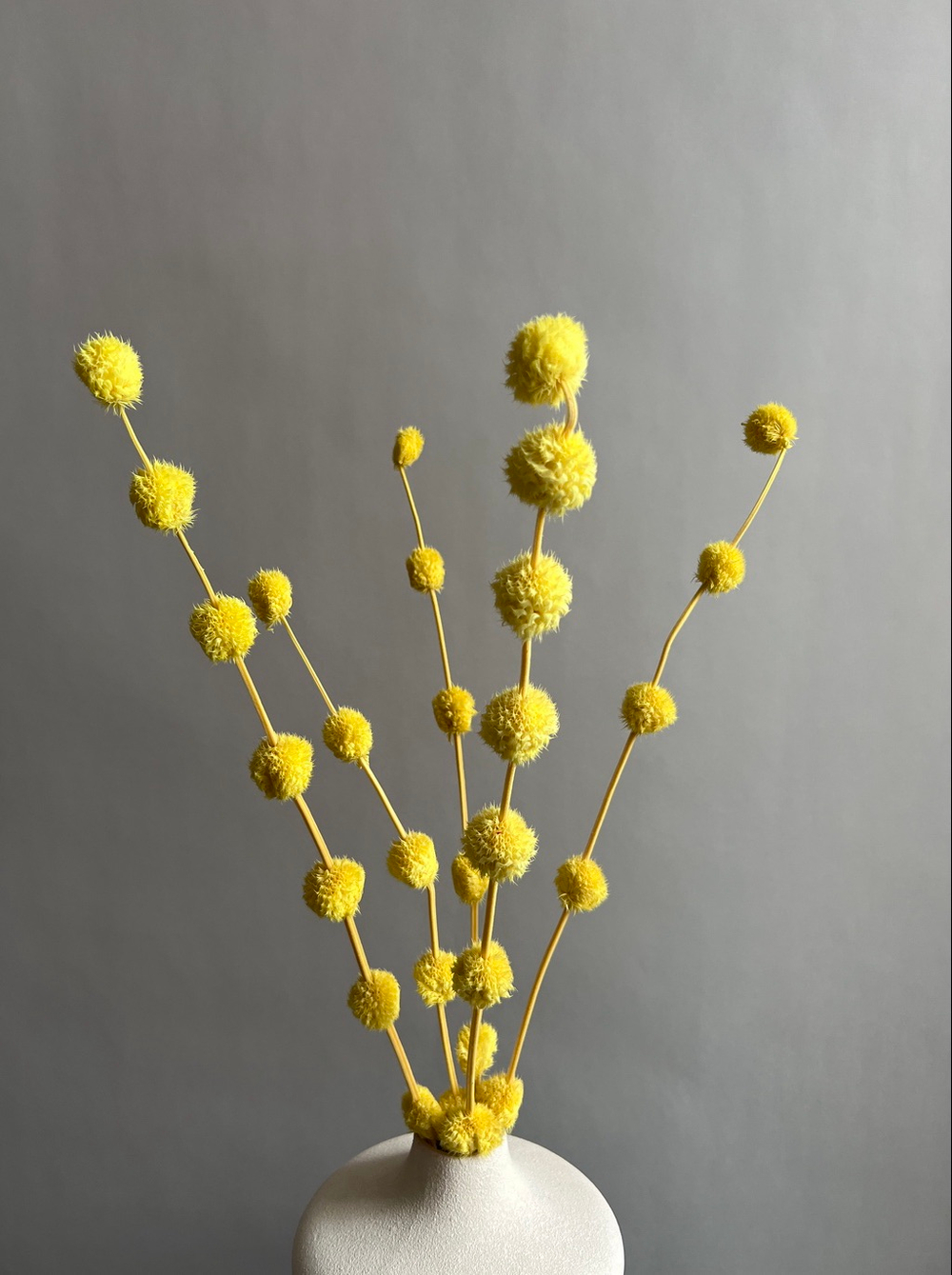 Гомфрена шаровидная стабилизированная желтая