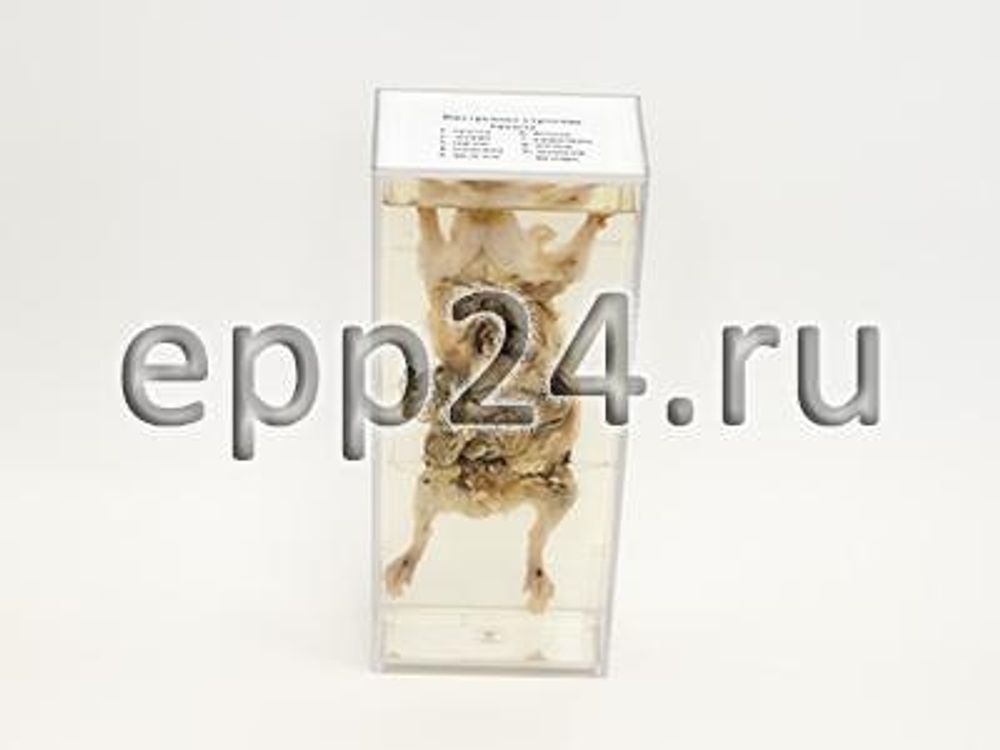 Внутреннее строение крысы Внутреннее строение крысы