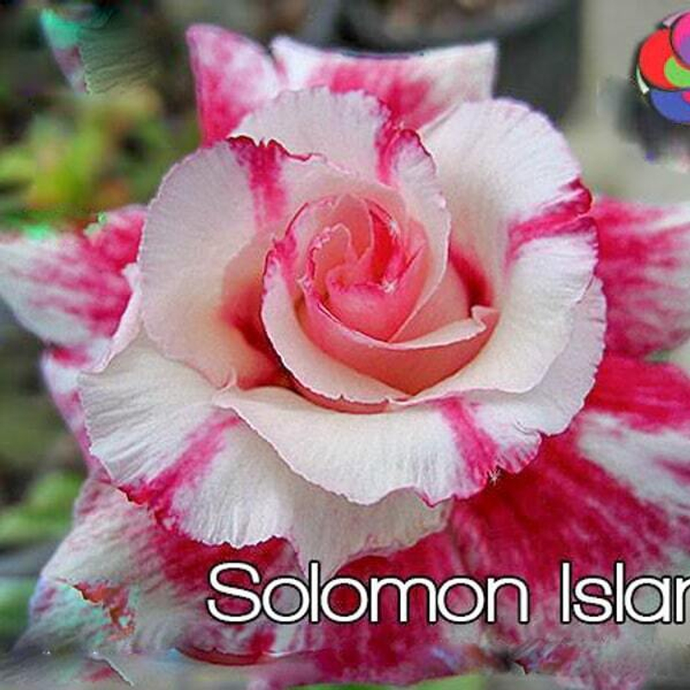 Адениум обесум SOLOMON ISLANDS