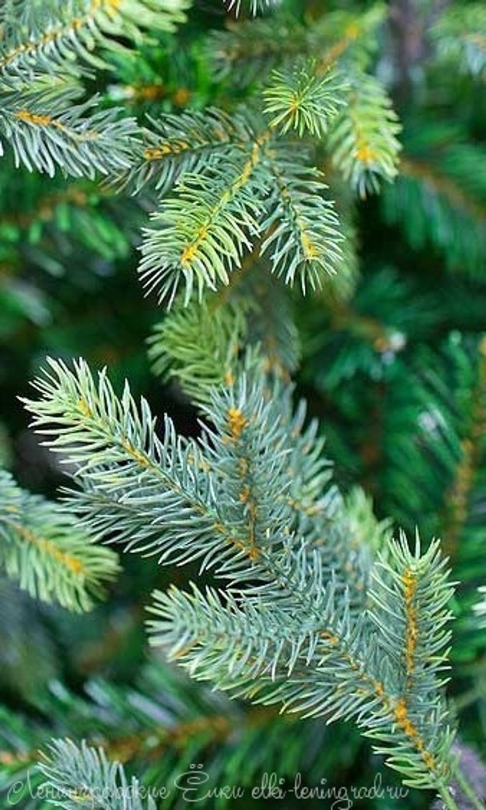 "ГРАЦИО ПРЕМИУМ" Светящаяся 4