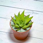 Haworthia angustifolia v. Baylissii (Хавортия)