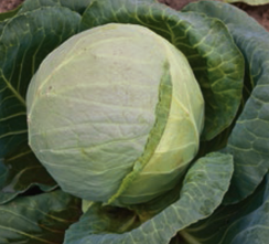 Грепала F1 семена капусты белокочанной (Syngenta / Сингента)