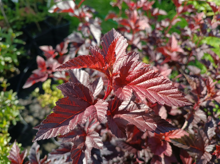 Пузыреплодник калинолистный «Andre»
