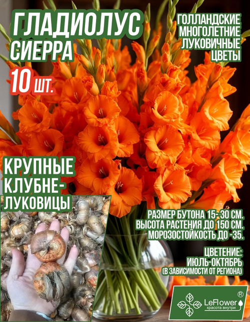 Гладиолус Луковица, Сиерра, крупные, 10шт