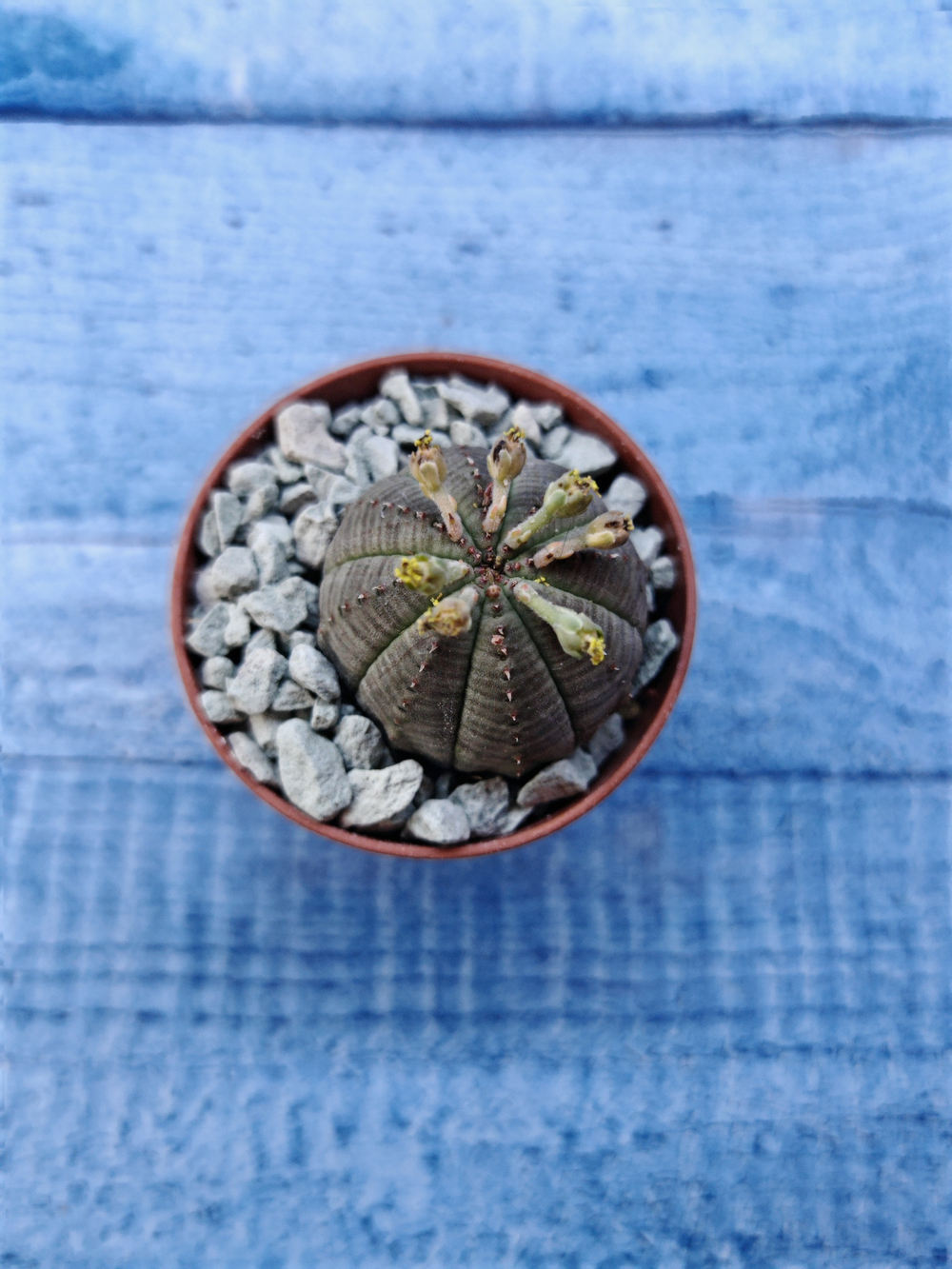 Euphoria Obesa (Эуфорбия)