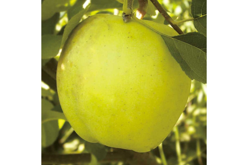Яблоня Золотая корона