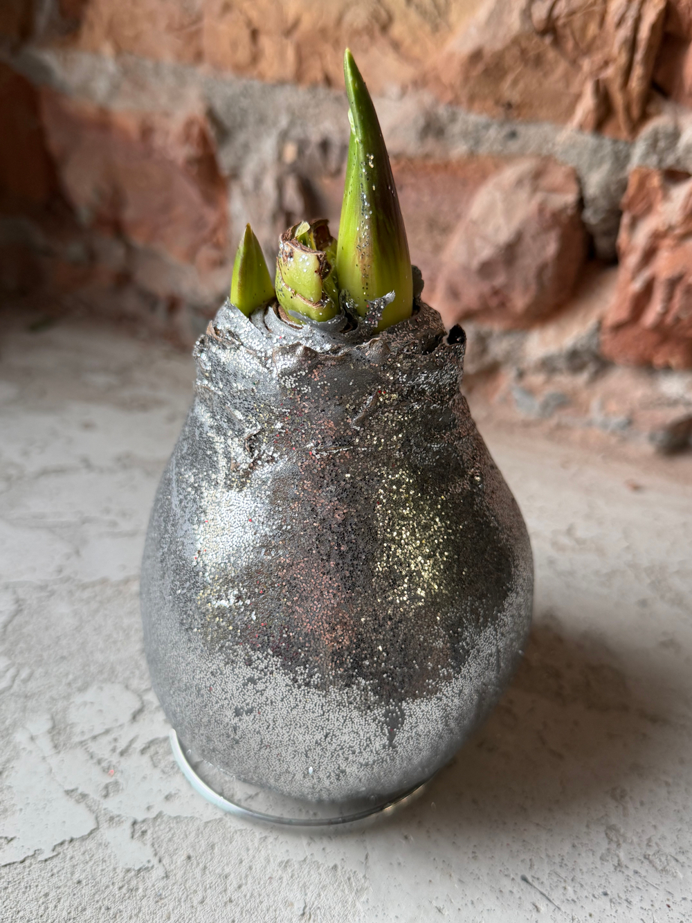 Амариллис луковица - цвет серебро