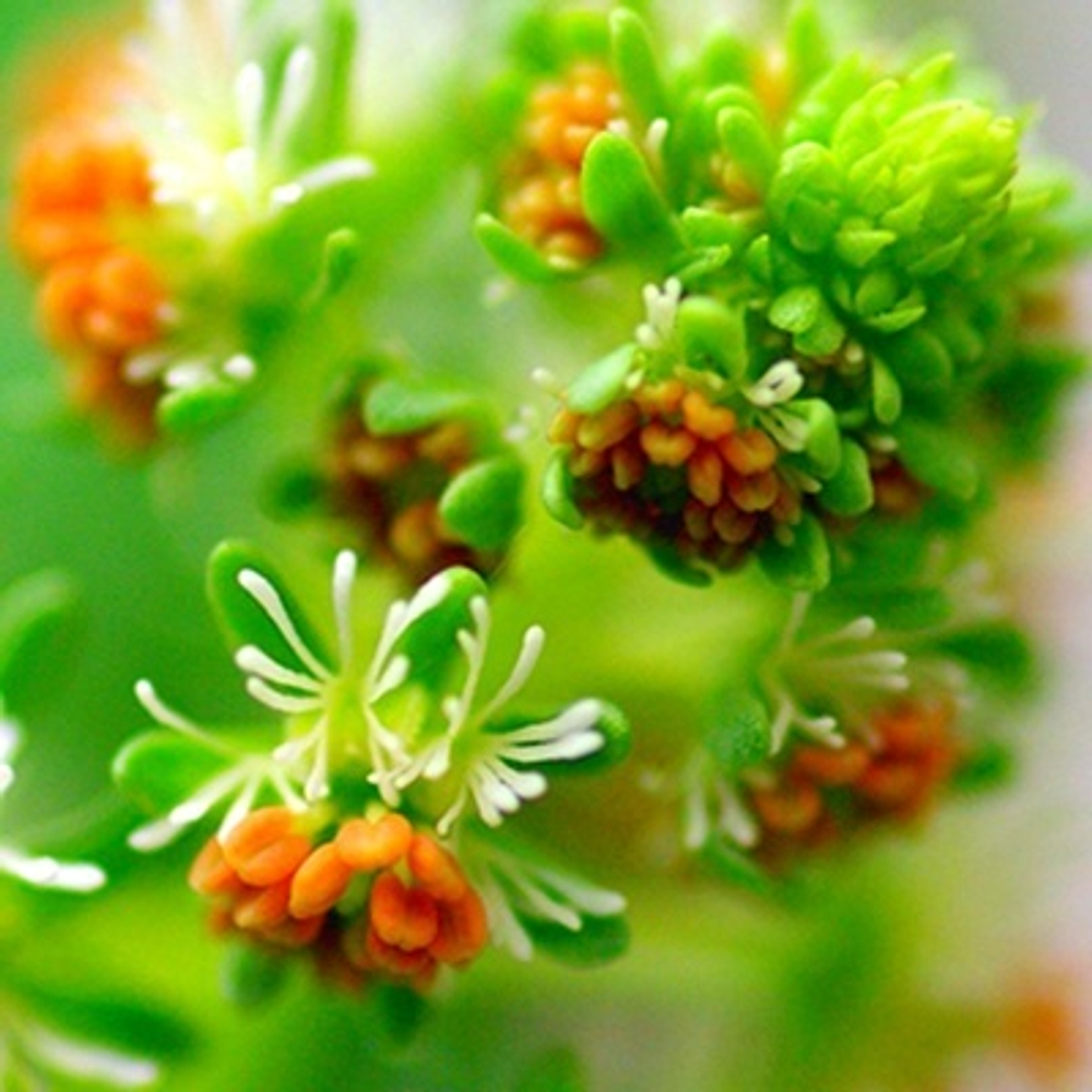ВИРИДИН ( VIRIDINE ) Givaudan