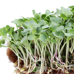 Семена для проращивания дайкона Бейсбол (Гавриш)