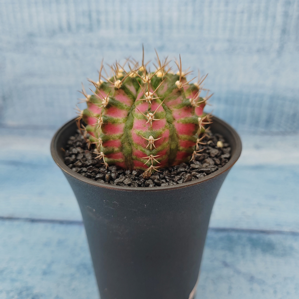 Gymnocalycium T-Rex Pink hybride (Гимнокалициум T-rex)