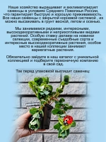 Портулак Вегетативный Елоу ампельный почвопокровный