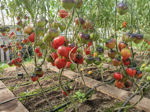 Помидоры Sgt Pepper's - Одинокие Сердца Сержанта Пеппера