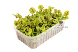 Щавель Кровавая Мэри