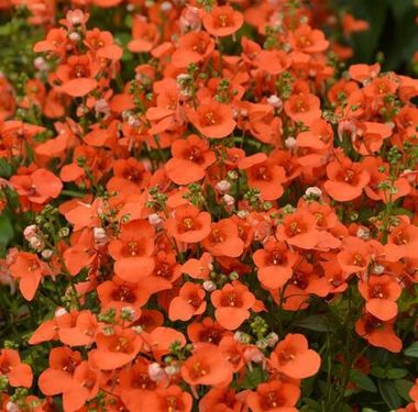 1801 Диасция ELFJES DARK ORANGE