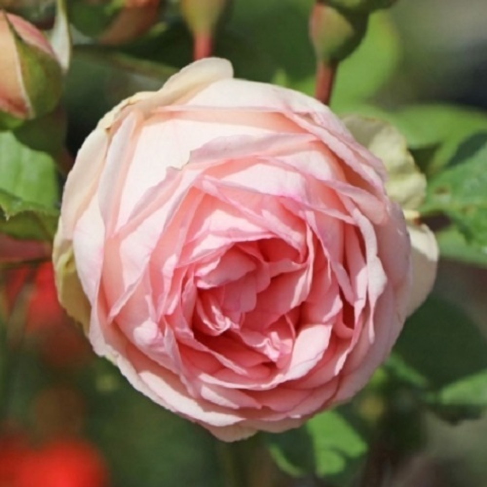 Роза чайно-гибридная Charming Piano