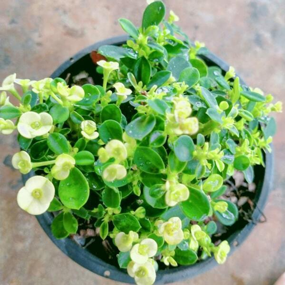 Эуфорбия Миля карликовая NAB THONG