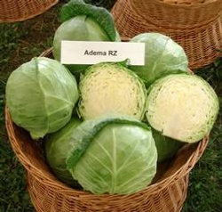 Капуста б/к Адема F1 (100шт) Витагрин Профи