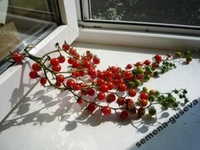 Томат Дикий Lycopersicon pimpinellifolium