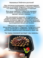 Молодило красное Палисандер каменная роза суккулент