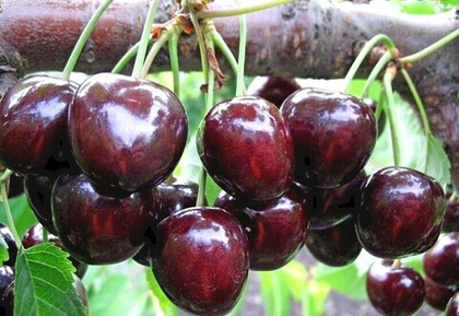 Черешня Мелитопольская