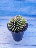 Gymnocalycium Spineless Crested form (Гимнокалициум)
