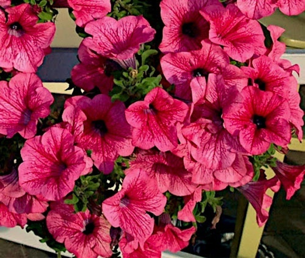 ЕВРО Petunia SURFINIA Hot Red неукор черенок ноябрь 2025