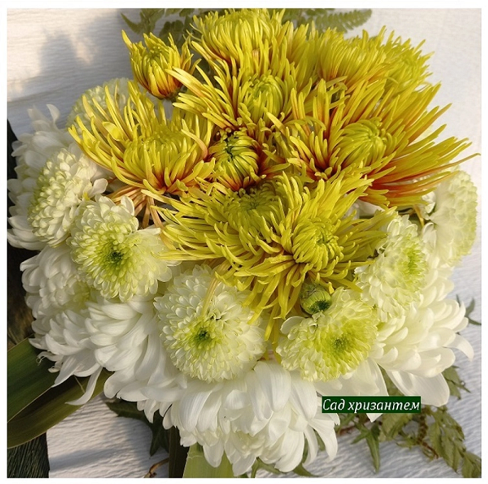 крупноцветковые белые салатные хризантемы купить саженцы