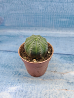 Euphoria Obesa (Эуфорбия)