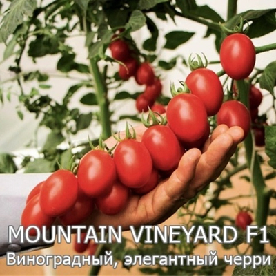 Черри Маунтин Винъярд F1- Mountain Vineyard F1 (новинка) 250 семян