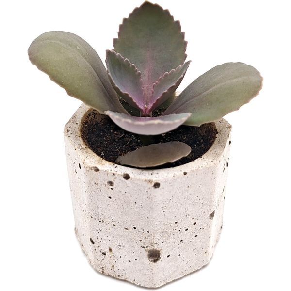 Суккулент Каланхоэ Петери