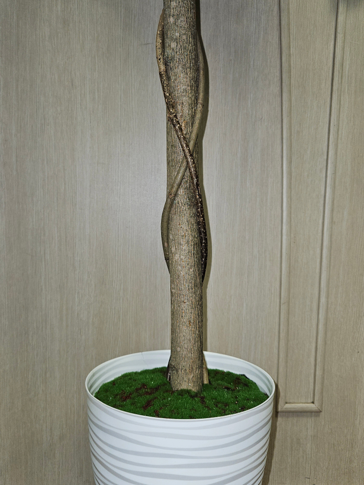 Дерево Олива шар 130см в кашпо