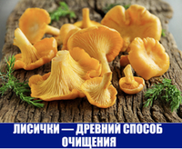 ЛИСИЧКА ЖЕЛТАЯ (НАСТОЯЩАЯ) сушеная 100гр