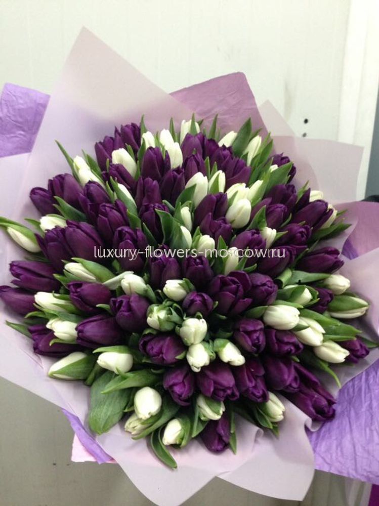 101 Темно фиолетовый и белый тюльпан