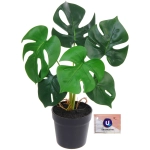 Цветок искусственный в горшке «Монстера» 28см