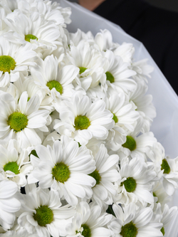 Моно букет из 25 хризантем ромашка