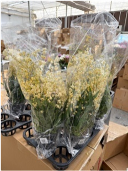 Онцидиум микс д.9