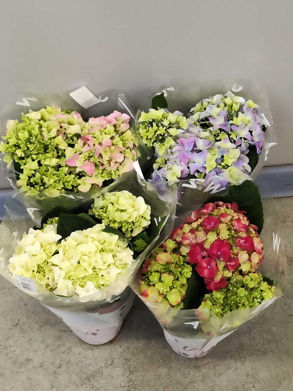 Гортензия микс