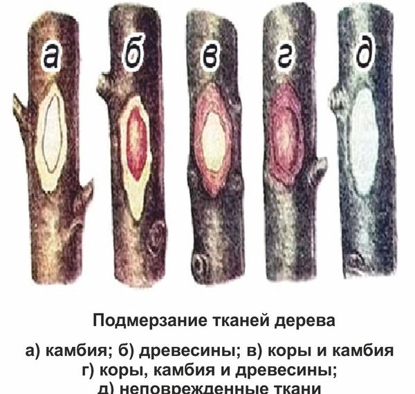 Восстанавливаем подмерзшие плодовые деревья: пошаговый план реанимации после суровой зимы