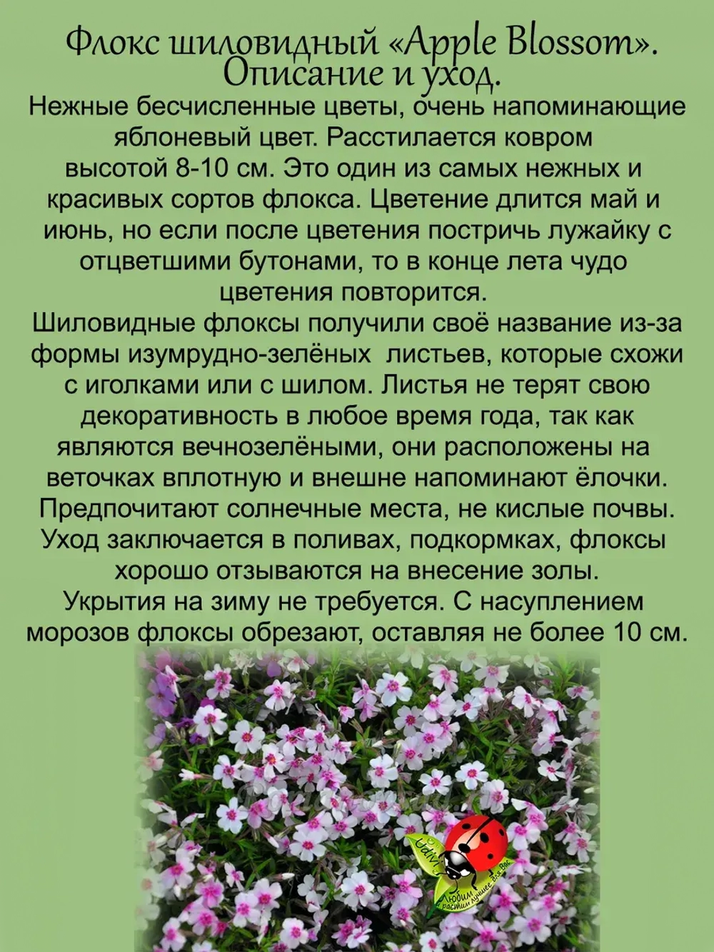 Флокс Яблоневый цвет шиловидный Эпл Блоссом