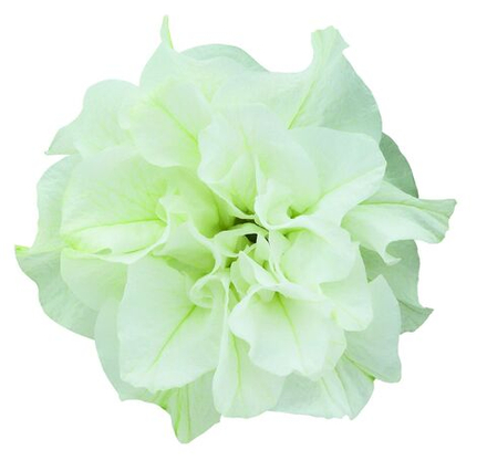 ЕВРО Петуния Surfinia Double White укорененный черенок ОКС март Koh