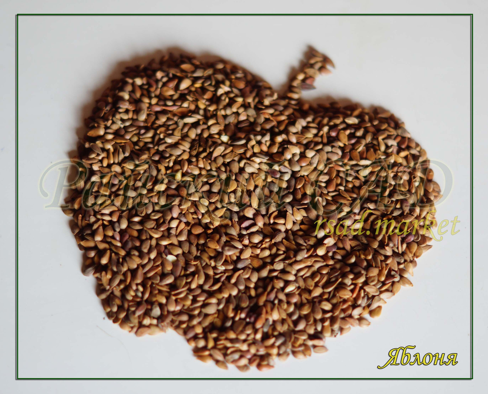 Семена Яблони для подвоя 1 кг