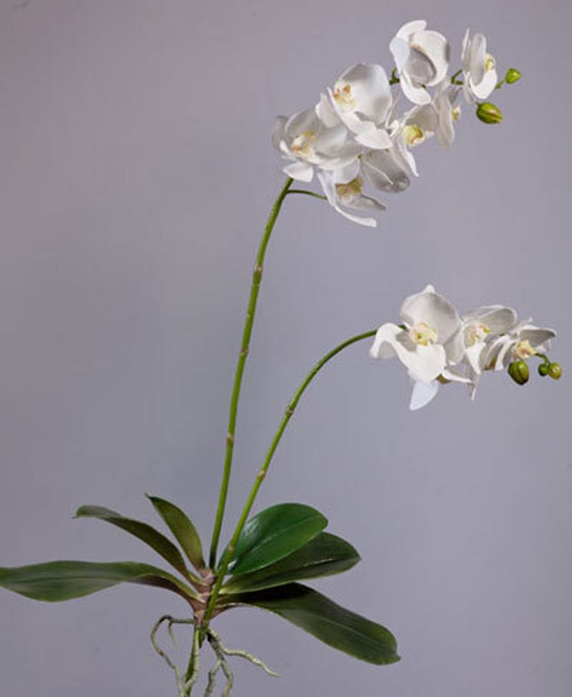 Орхидея Фаленопсис белая 2 ветки куст с корнями