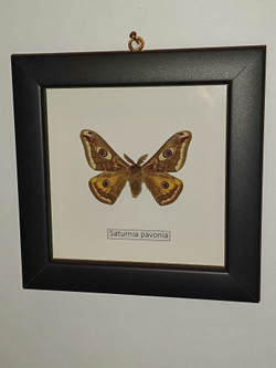 Сатурния Павония в рамке