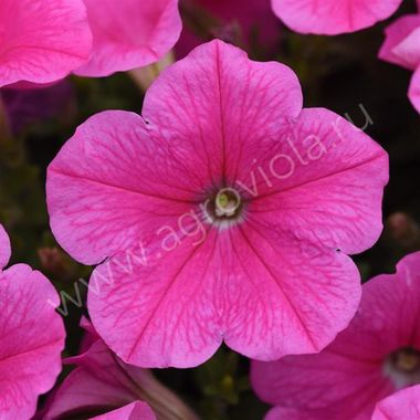S5778 Петуния ампельная E3 Easy Wawe Pink Cosmos 5шт.