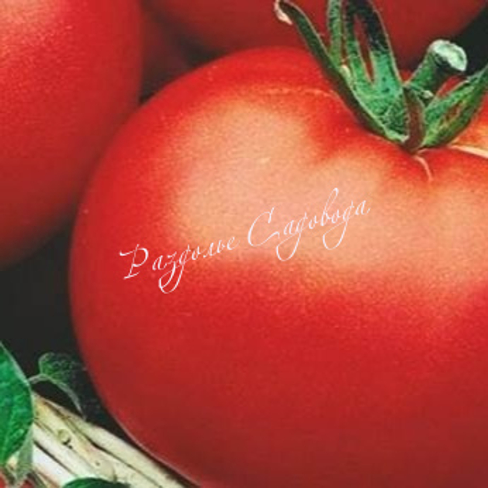 Томат детерминантный Сибирский скороспелый (цена за 6 штук)