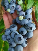 Голубика садовая "ХАННА ЧОЙС"